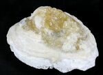 Calcite Crystal Filled Fossil Clam - Fluoresces Under UV #26849-2